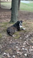 Hank, a male Boxer for sale in Reedsville, WI – 2 of 3