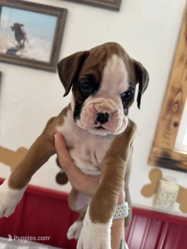 Rylee – Boxer puppy for sale in Reedsville, WI