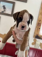 Rylee, a female Boxer for sale in Reedsville, WI – 3 of 7