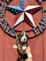 Hudson, a male Boxer for sale in Reedsville, WI – 2 of 4