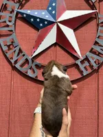 Hugo, a male Boxer for sale in Reedsville, WI – 2 of 3
