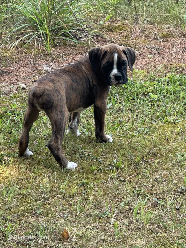 Hugo – Boxer puppy for sale in Reedsville, WI