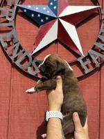 Hugo, a male Boxer for sale in Reedsville, WI – 3 of 3