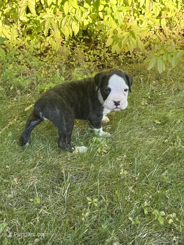 Hank – Boxer puppy for sale in Reedsville, WI