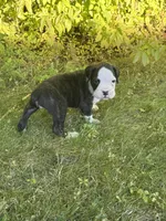 Hank, a male Boxer for sale in Reedsville, WI – 1 of 3