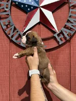 Riah, a female Boxer for sale in Reedsville, WI – 3 of 4