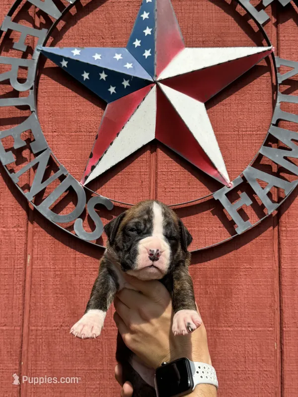Hutch – Boxer puppy for sale in Reedsville, WI