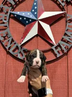 Hutch, a male Boxer for sale in Reedsville, WI – 1 of 3