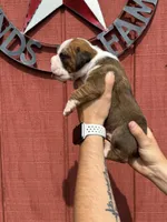 Rylee, a female Boxer for sale in Reedsville, WI – 2 of 3