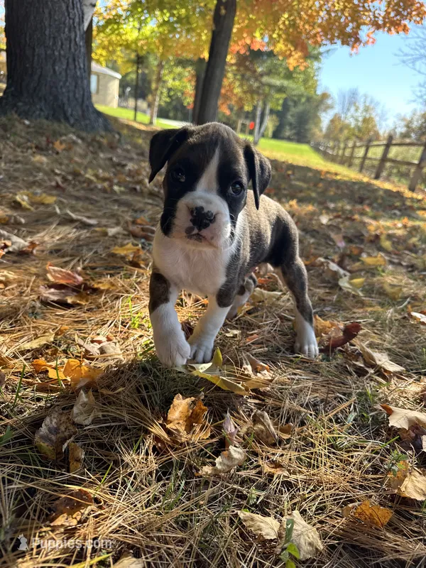 Harley – Boxer puppy for sale in Reedsville, WI
