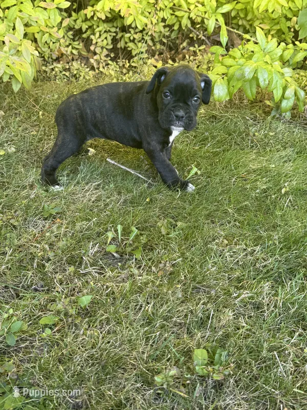 Georgia – Boxer puppy for sale in Reedsville, WI