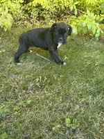 Georgia, a female Boxer for sale in Reedsville, WI – 1 of 3
