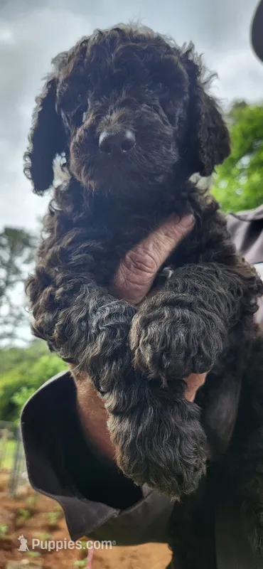 Bulbasaur – Poodle - Standard  puppy for sale in Statesville, NC