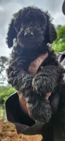 Bulbasaur, a male Poodle - Standard  for sale in Statesville, NC – 1 of 1