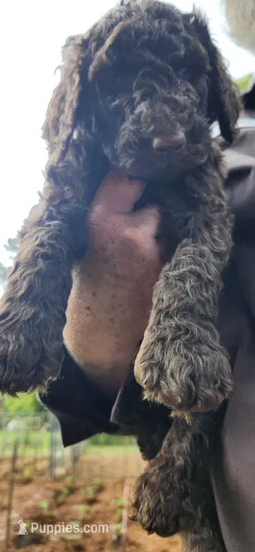 Eevie – Poodle - Standard  puppy for sale in Statesville, NC