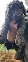 Eevie, a female Poodle - Standard  for sale in Statesville, NC – 1 of 1