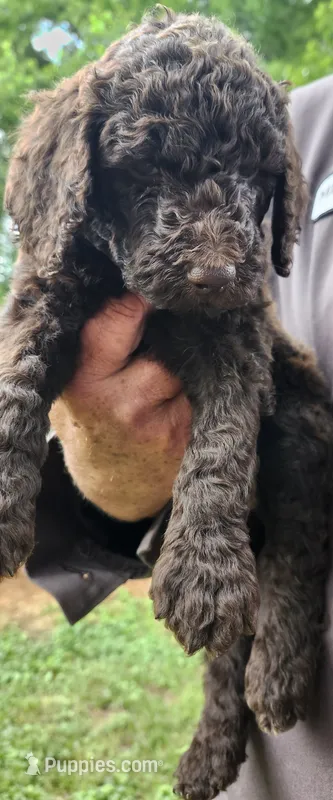 Kisses – Poodle - Standard  puppy for sale in Statesville, NC