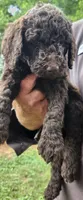 Kisses, a female Poodle - Standard  for sale in Statesville, NC – 1 of 1