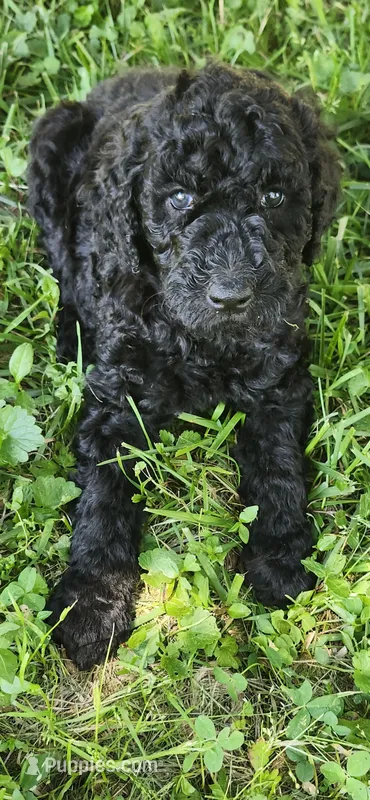 Betty – Poodle - Standard  puppy for sale in Statesville, NC