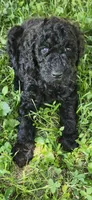 Betty, a female Poodle - Standard  for sale in Statesville, NC – 1 of 1