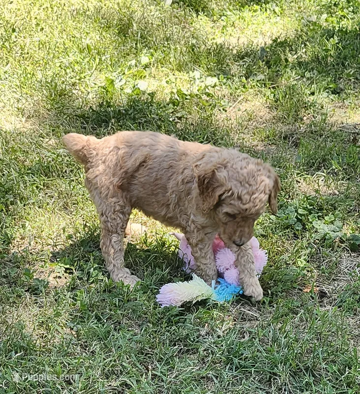 Susan – Poodle - Standard  puppy for sale in Statesville, NC