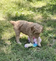Susan, a female Poodle - Standard  for sale in Statesville, NC – 1 of 1