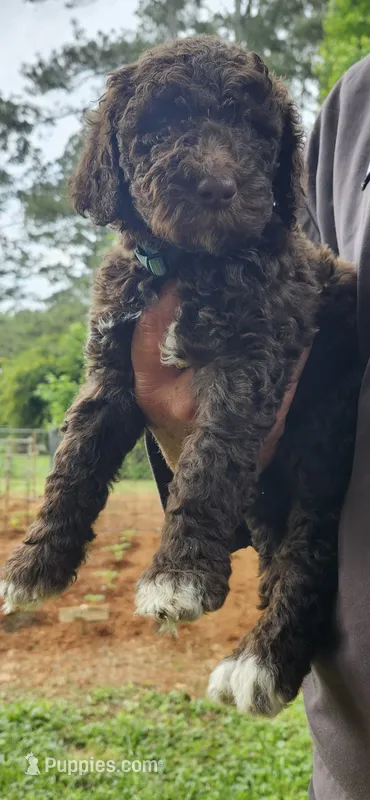Ezzy – Poodle - Standard  puppy for sale in Statesville, NC