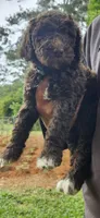 Ezzy, a female Poodle - Standard  for sale in Statesville, NC – 1 of 1