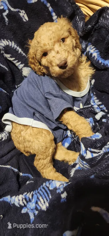Pikachu – Poodle - Standard  puppy for sale in Statesville, NC