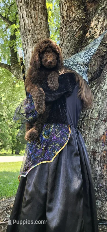 Kisses – Poodle - Standard  puppy for sale in Statesville, NC