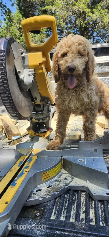 Pikachu – Poodle - Standard  puppy on hold in Statesville, NC