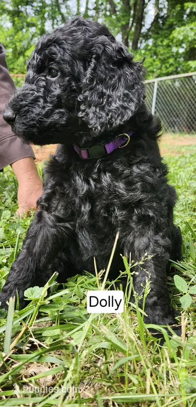 Dolly, a female Poodle - Standard  for sale in Statesville, NC – 1 of 1