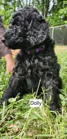 Dolly, a female Poodle - Standard  for sale in Statesville, NC – 1 of 1