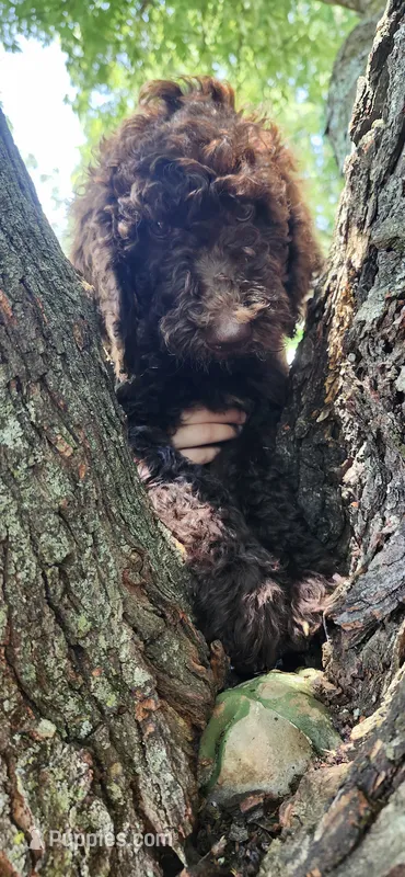 Eevie – Poodle - Standard  puppy for sale in Statesville, NC