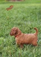 Taffy, a female Miniature Labradoodle for sale in Manheim, PA – 2 of 3
