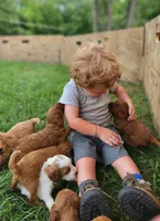 Tosha, a female Miniature Labradoodle for sale in Manheim, PA – 3 of 3