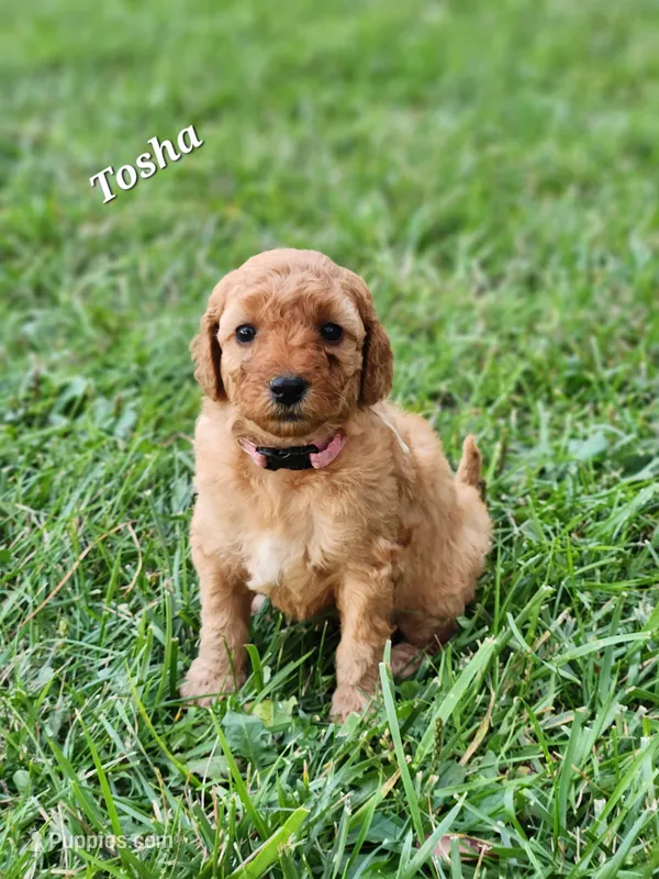 Tosha – Miniature Labradoodle puppy for sale in Manheim, PA