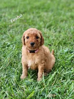 Tosha, a female Miniature Labradoodle for sale in Manheim, PA – 1 of 3