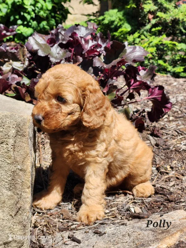 Polly – Miniature Labradoodle puppy for sale in Manheim, PA