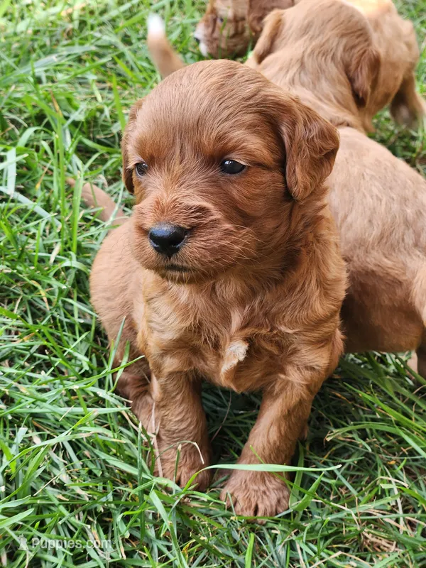 Gracie – Miniature Labradoodle puppy for sale in Manheim, PA