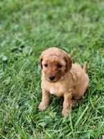 Tosha, a female Miniature Labradoodle for sale in Manheim, PA – 2 of 3