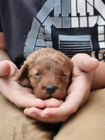 Gracie, a female Miniature Labradoodle for sale in Manheim, PA – 2 of 3