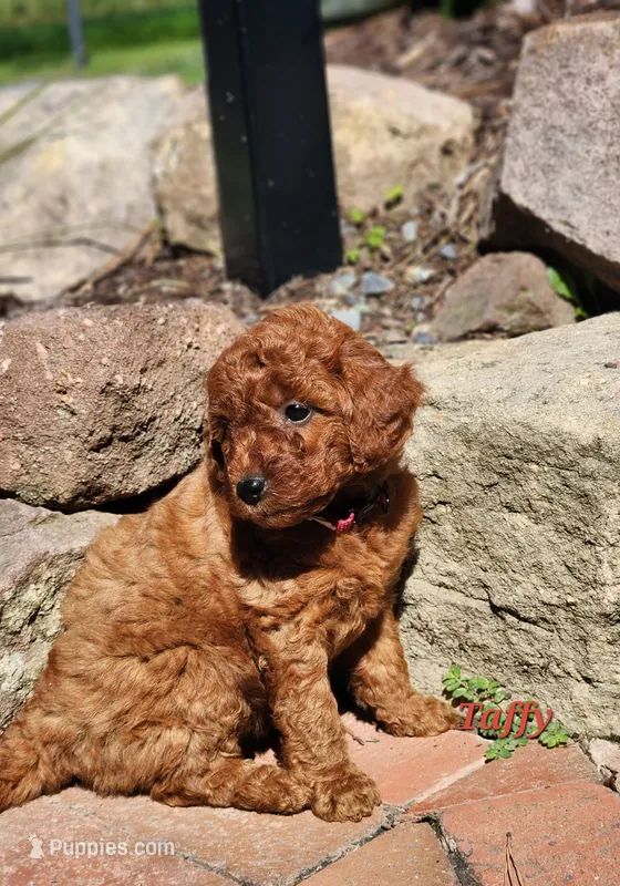 Taffy – Miniature Labradoodle puppy for sale in Manheim, PA