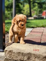 Lacy, a female Miniature Labradoodle for sale in Manheim, PA – 3 of 5