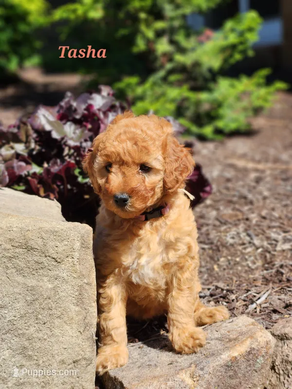 Tosha – Miniature Labradoodle puppy for sale in Manheim, PA