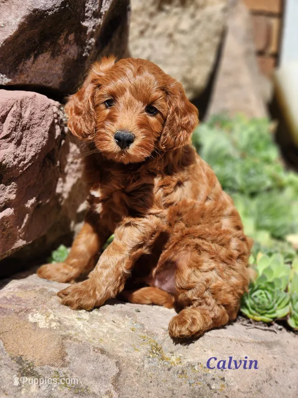 Calvin – Miniature Labradoodle puppy for sale in Manheim, PA