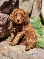 Calvin, a male Miniature Labradoodle for sale in Manheim, PA – 1 of 3