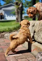 Lacy, a female Miniature Labradoodle for sale in Manheim, PA – 2 of 5
