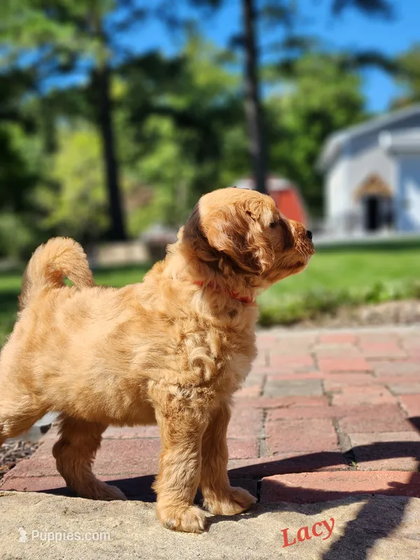 Lacy – Miniature Labradoodle puppy for sale in Manheim, PA