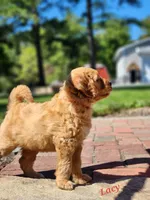 Lacy, a female Miniature Labradoodle for sale in Manheim, PA – 1 of 5
